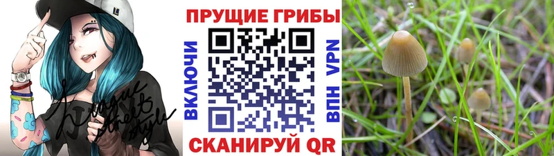 Псилоцибиновые грибы Magic Shrooms  Купить  Новомичуринск 